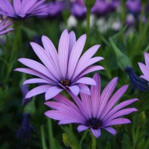 Color Changing Alexandrite Sterling Silver Ring - Picture 5 of 12